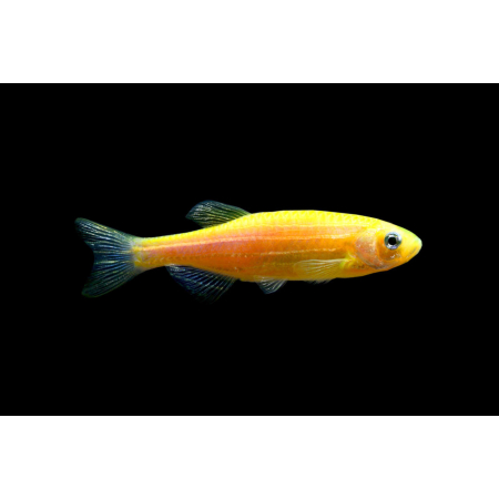 Danio orange